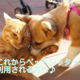 仲良しな犬と猫