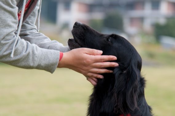見つめあう飼い主と犬