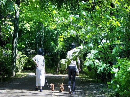 夫婦が愛犬と散歩