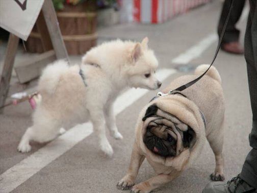 散歩中犬同士すれ違う