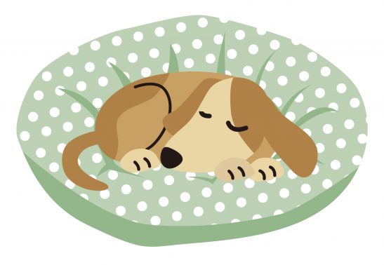 ゆったり眠る老犬