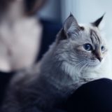 自宅で猫と過ごす女性