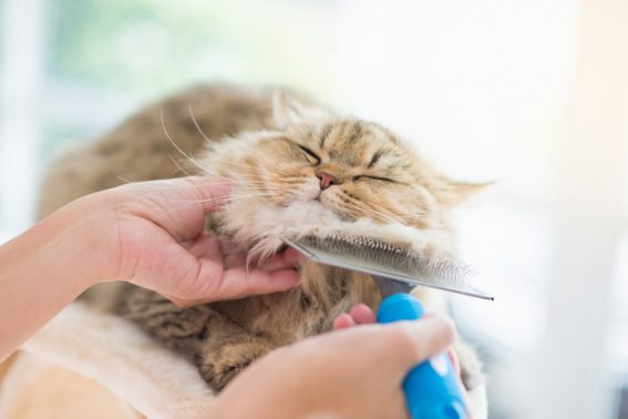 お手入れする猫