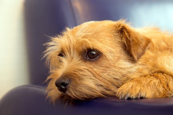 ソファに顔を預ける犬