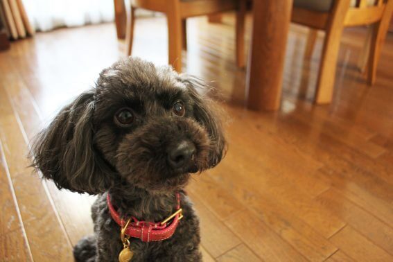 飼い主に忠実な犬