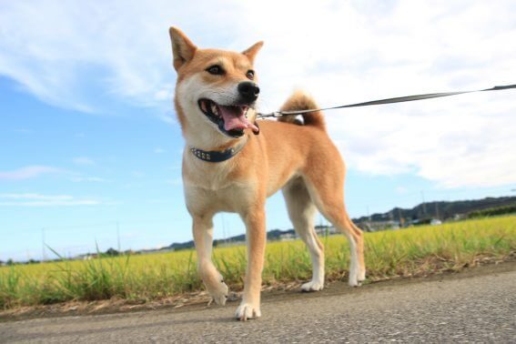 散歩が楽しい柴犬