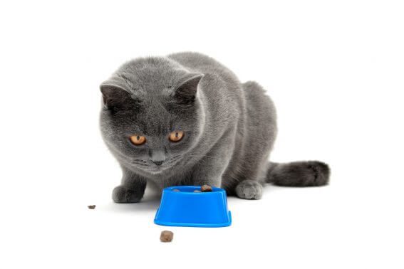 お留守番時の愛猫の食事