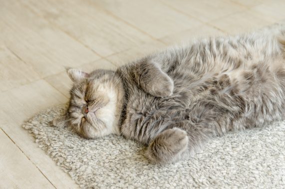 自宅で寝そべる猫