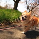 楽しそうに散歩する犬
