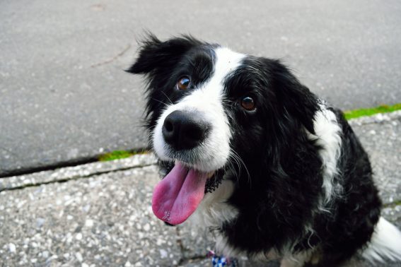 散歩で疲れた犬