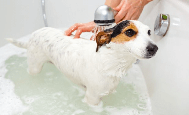 自宅でシャンプーされる犬