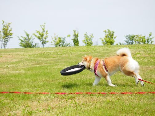 ロングリードで遊ぶ犬