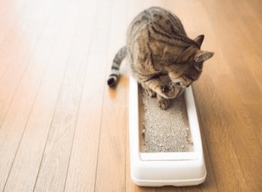 愛猫との生活を豊かにするサービスを