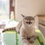 自由奔放な愛猫をペットホテルに預ける時の6つの注意点