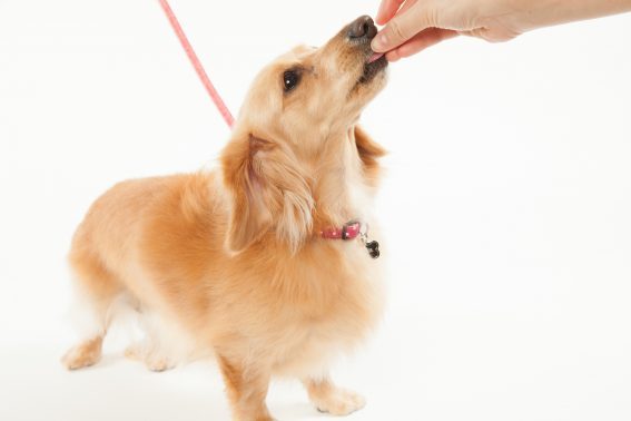 お散歩と一緒に愛犬のしつけを。