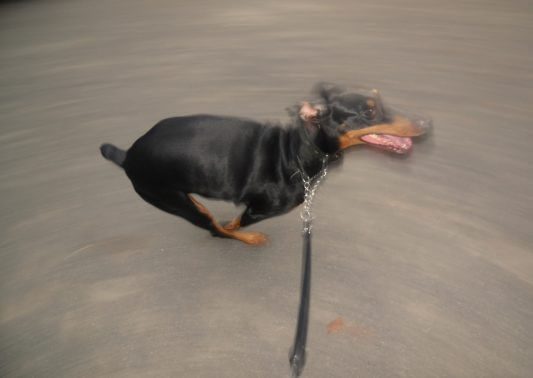 走りすぎている犬