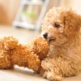 愛犬の問題行動予防!日中の散歩代行の3つの大きなメリット