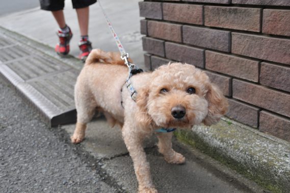散歩時にトイレする犬