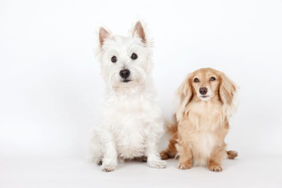 仲良しな犬