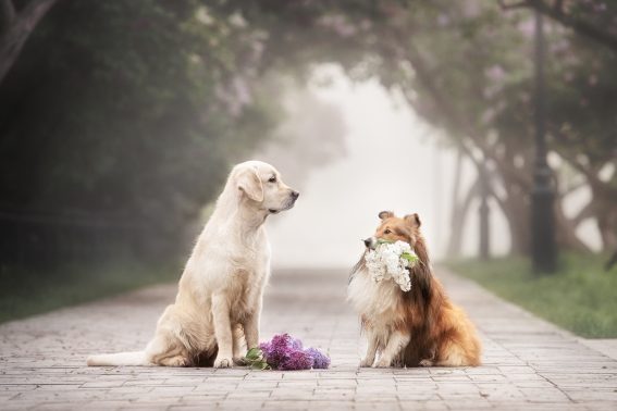 見つめあう犬と犬