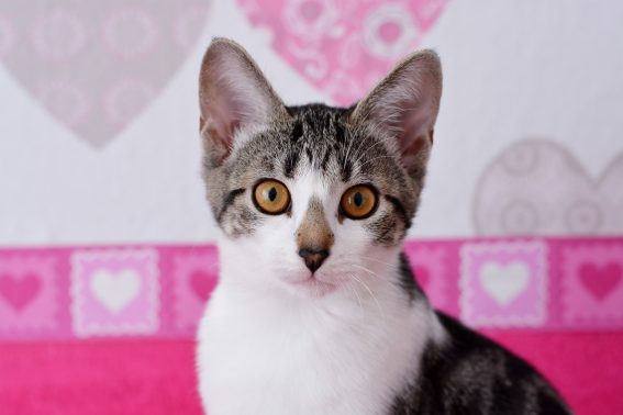 猫との相性次第