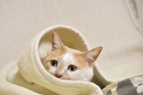 布団にくるまる猫