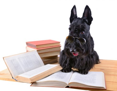勉強する犬