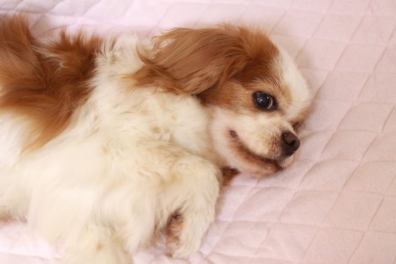老犬がゆったり