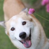 晴れた日に犬と公園で