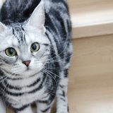 部屋にいる猫