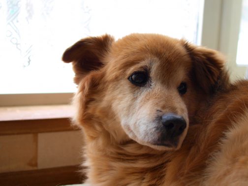 窓際の老犬