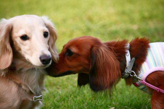 犬同士の挨拶