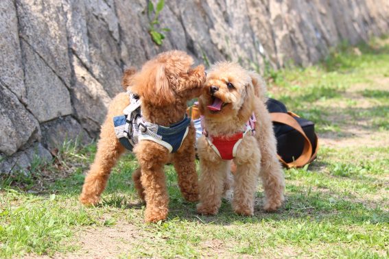 楽しそうな犬