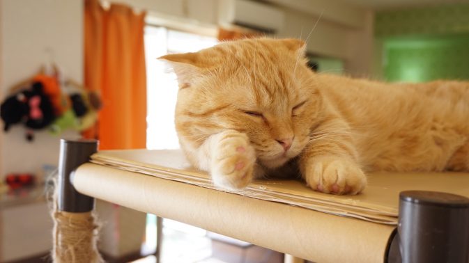 自宅で安心している猫