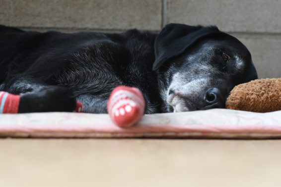 老犬にやさしい家