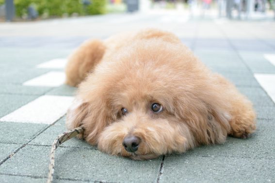散歩行きたい犬