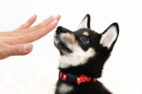 従順な子犬
