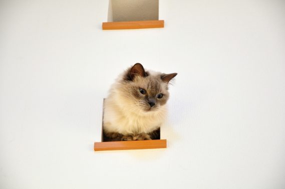 室内でたたずむ猫