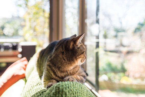 窓際にいる猫