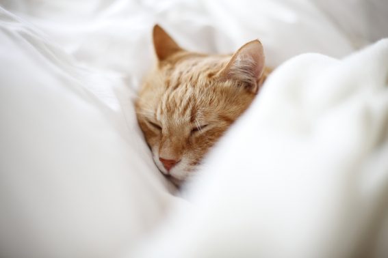 安らぐ猫