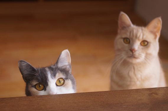 猫の仲間