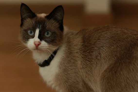 室内が好きな猫