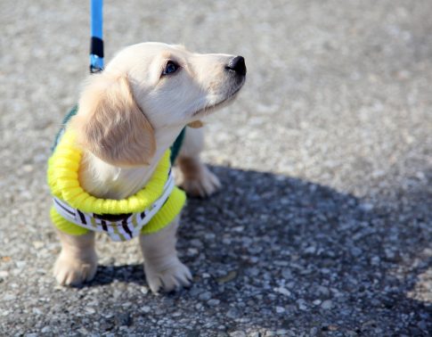見上げる犬