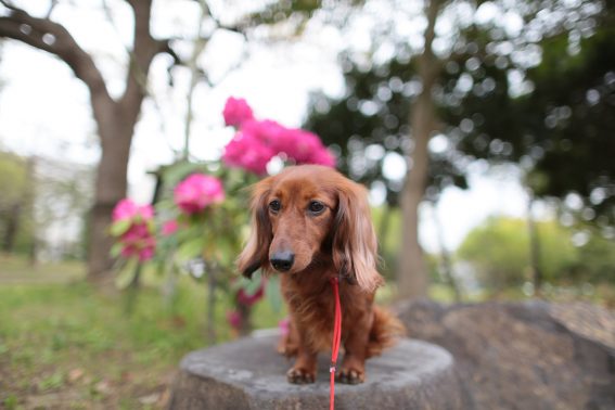 犬と歩く
