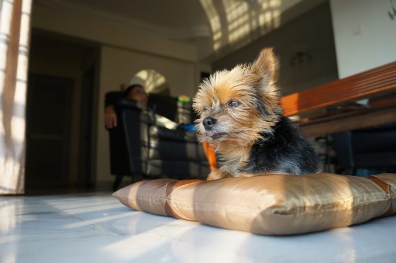 安心な環境の犬