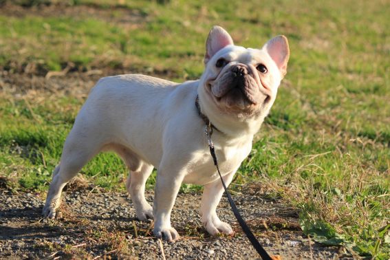 公園を歩く犬