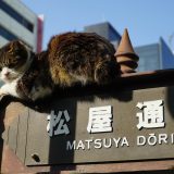 松屋通りの標識の上に乗る猫