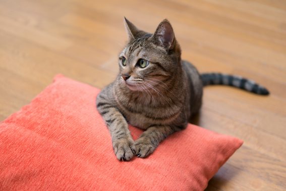 たたずむ猫
