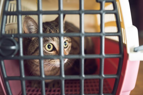 キャリーに入る猫