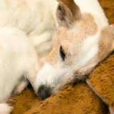 すやすや眠る老犬